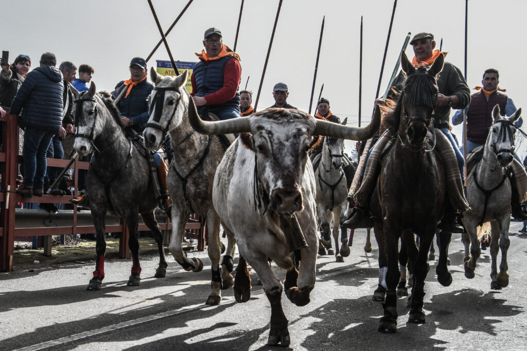 Encierro a caballo de la mañana del domingo